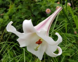 Walk along clifftops from Loves Bay Kiama to Werri Beach and return.
Spectacular views along grassy track, Some ups and downs.