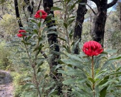 Walk: Curra Moors Royal National Park - Sat 27 Aug 2022