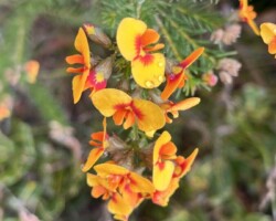 Beautiful walk through open forest & heathland with an abundance of flowering plants. Track joins up with the coastal track for a distance heading south before looping back to start.