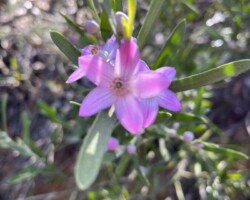 Walk: Heathcote NP Circuit
Sunday, 11 September