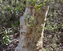 Waterfall to Mayuna Pool, Kingfisher Pool, Lake Toolooma, Camp Coutts, back to Waterfall. An interesting walk with plenty of watery bits to look at along the way. Some rock hopping. Total ascent 230m.