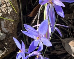 Waterfall to Mayuna Pool, Kingfisher Pool, Lake Toolooma, Camp Coutts, back to Waterfall. An interesting walk with plenty of watery bits to look at along the way. Some rock hopping. Total ascent 230m.